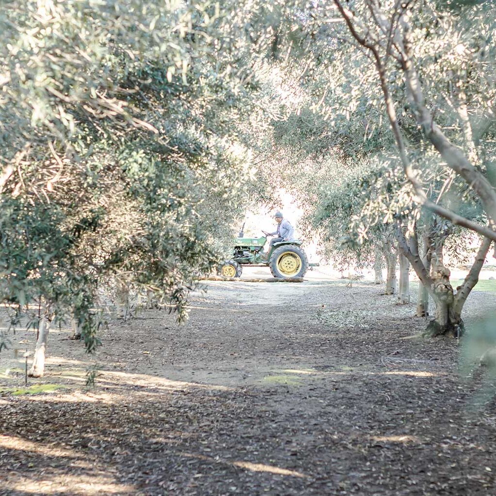 About TOOC About Temecula Olive Oil Company