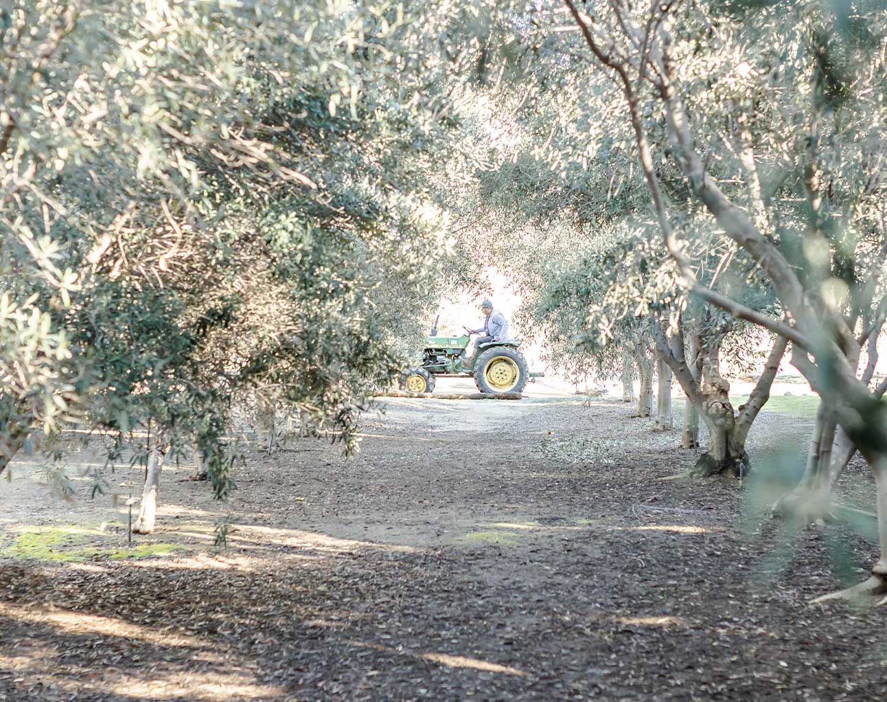 About TOOC About Temecula Olive Oil Company