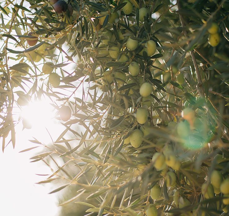 Fruiting Olive Trees California Fruiting Olive Trees