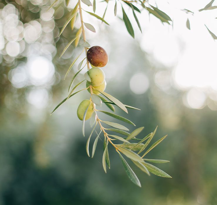 California Olives