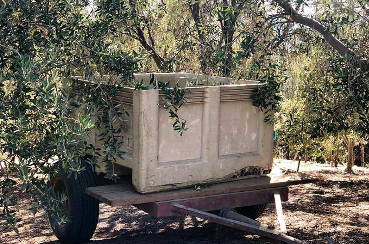 Cultivate Olive Trees