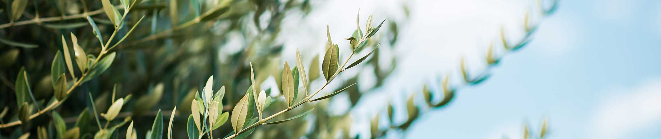 Mature Olive Trees