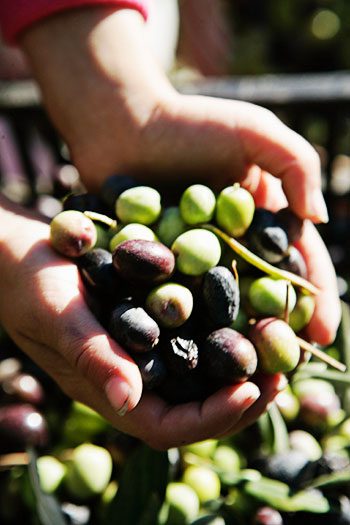 Olive Oil Nutrition Olives in Hand