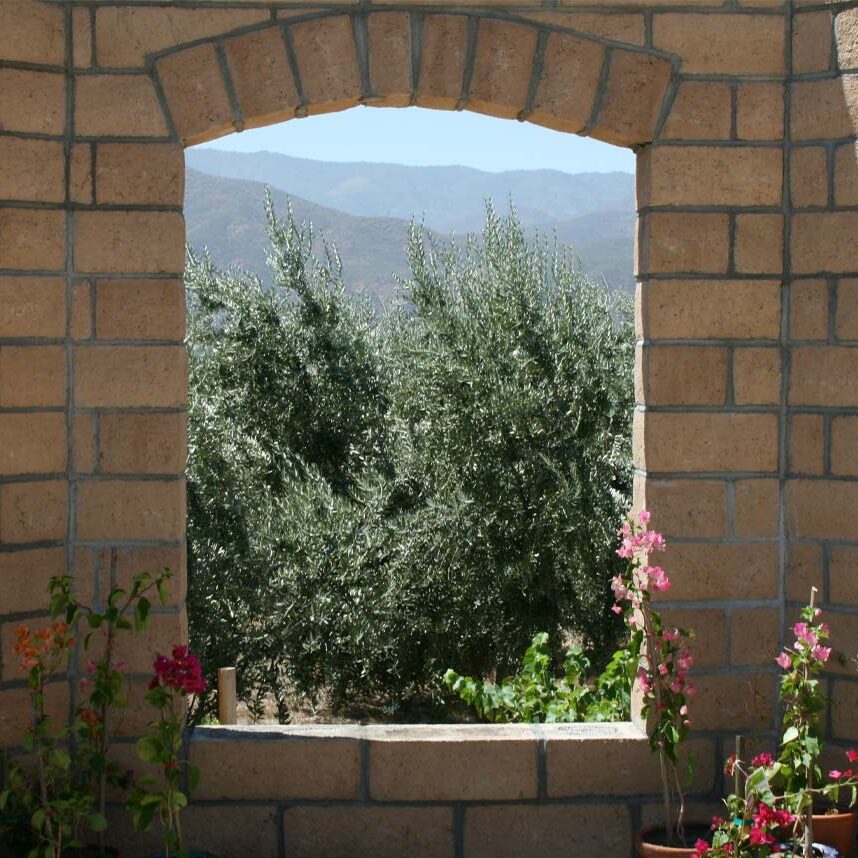Olive View Ranch