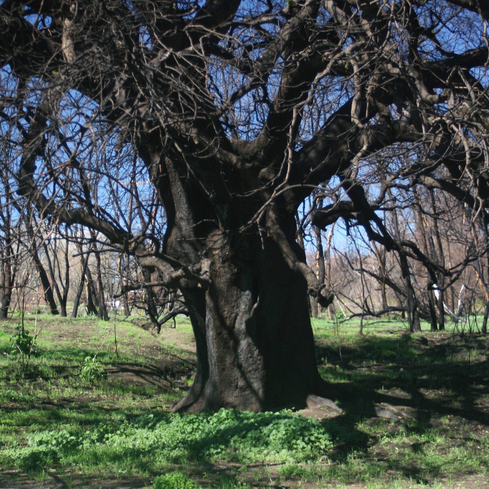 Old Tree