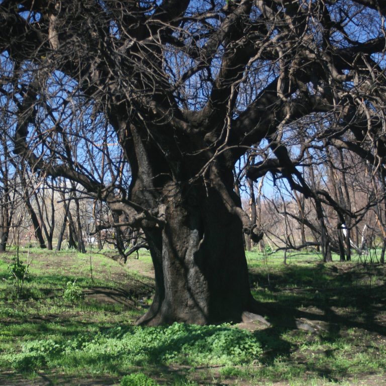 Old Tree