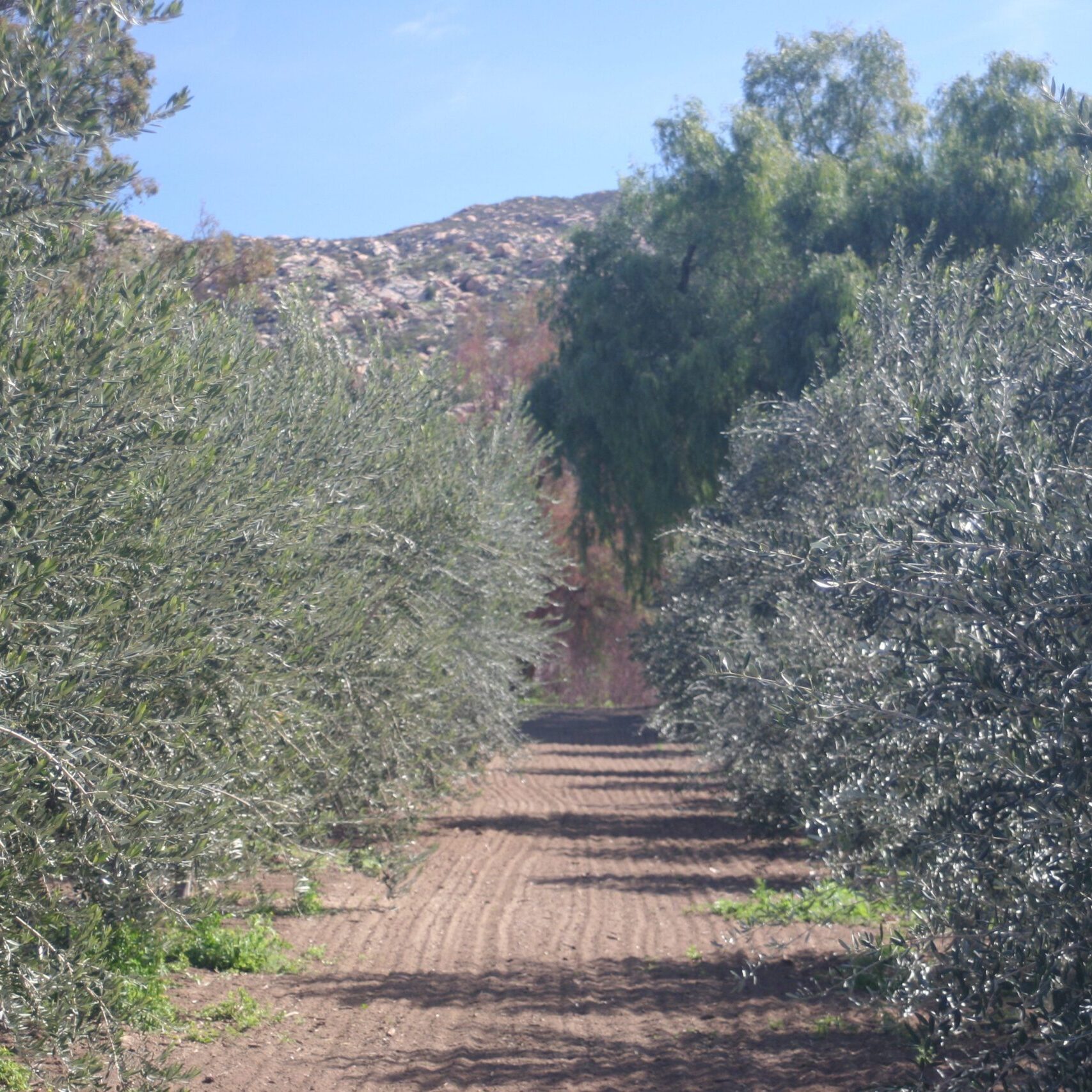 Certifiable Olive Oil