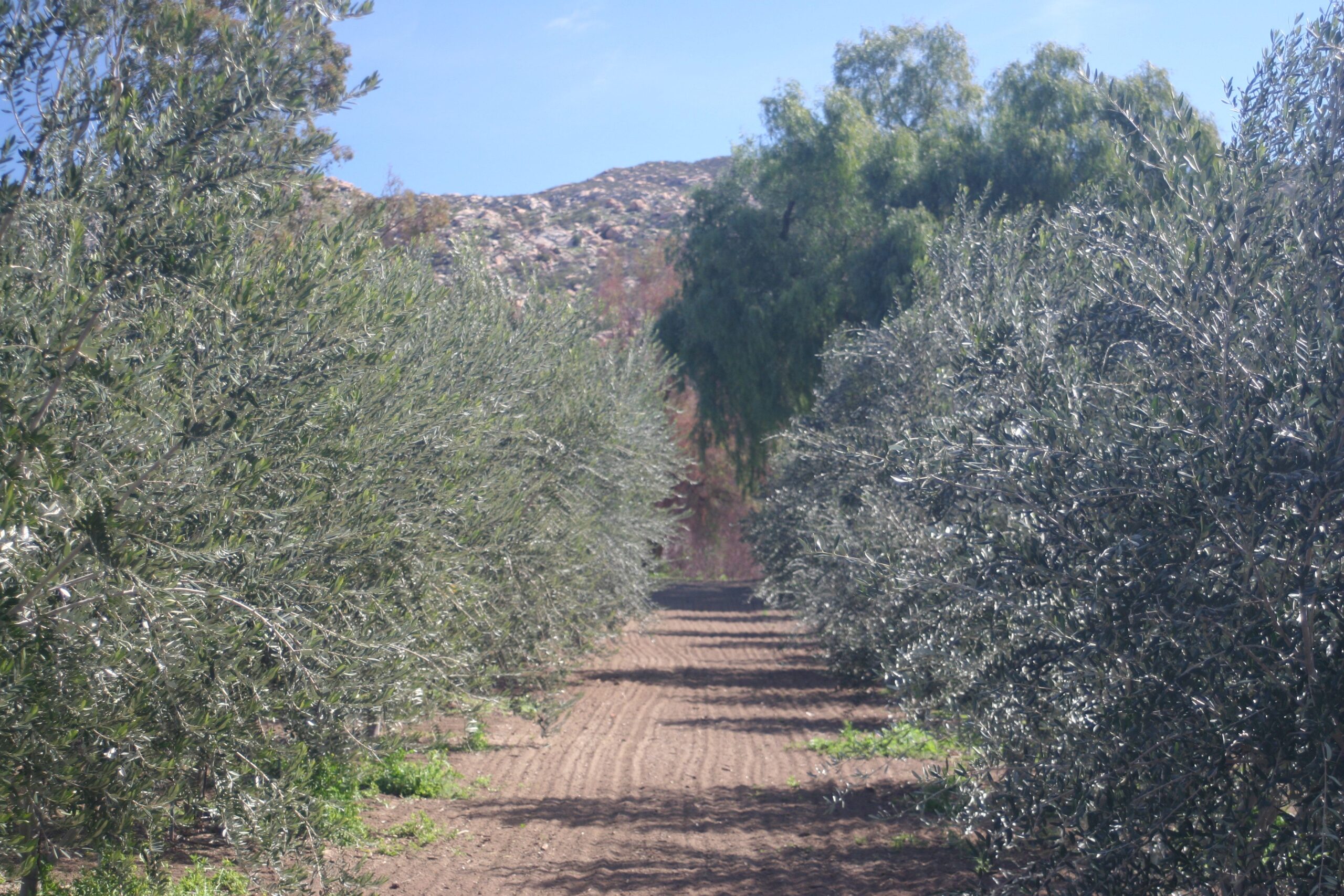 Certifiable Olive Oil