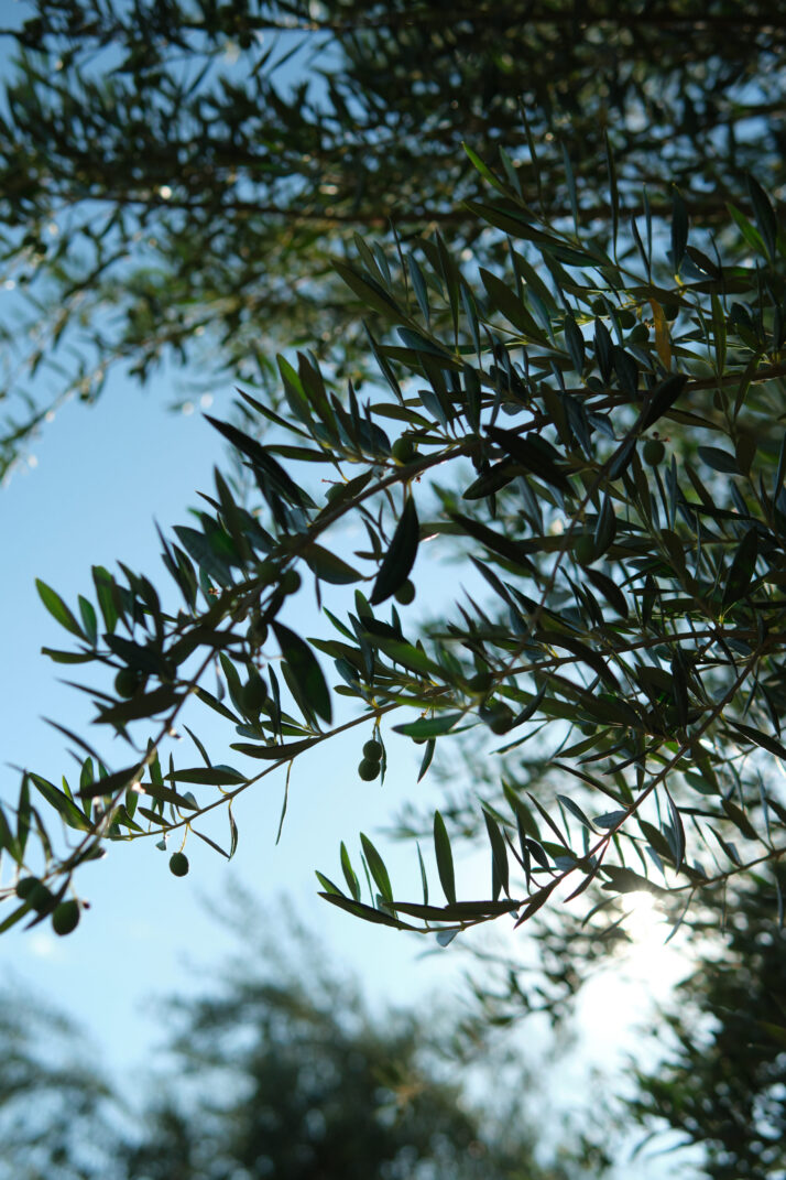 Kai Zen Agriculture at Olive View Ranch