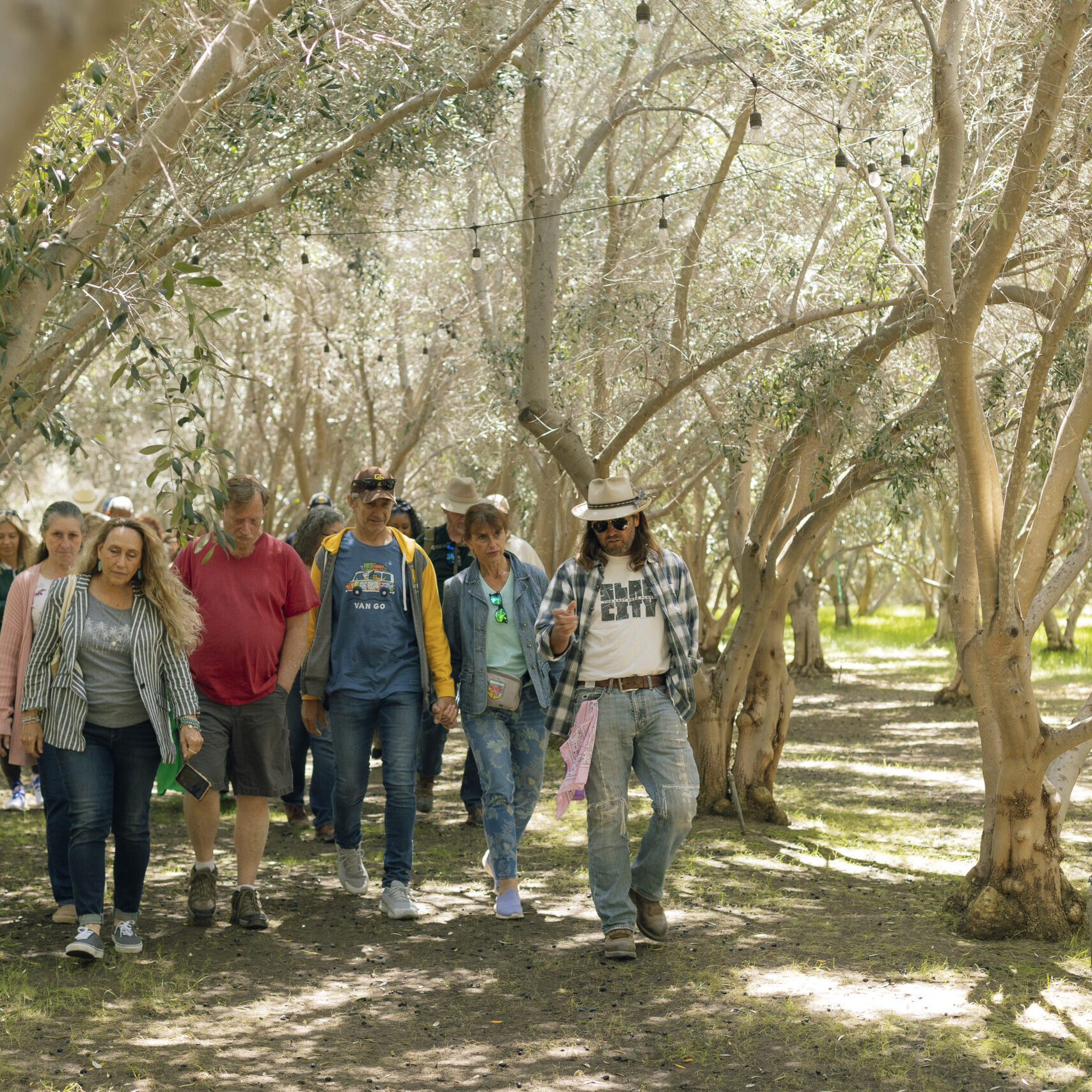 Walking between olive trees
